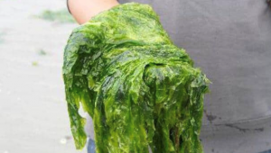 Extracting high-quality proteins from seaweed 