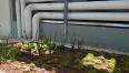 צמחים על הגג וברקע צנורות המים החמים של המיזוג התרמו-סולארי