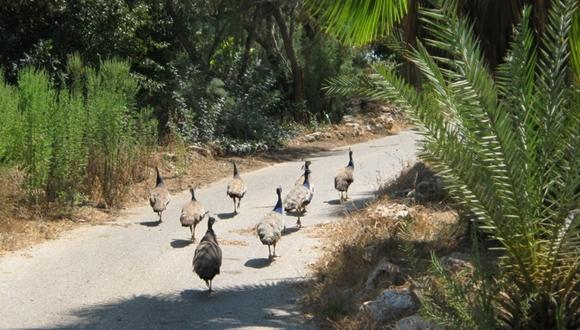 פיתוח הנחיות תכנון נוף להעשרת מגוון מיני צמחית בר וחיות בר בשטחים פתוחים עירוניים בישראל