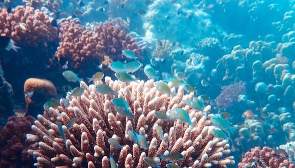 אפיון ההשלכות הפיזיולוגיות על אלמוגים מהים האדום והאינדו פסיפסי תחת השפעת זיהום אור מלאכותי בלילה