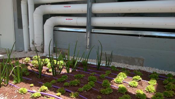 צמחים על הגג וברקע צנורות המים החמים של המיזוג התרמו-סולארי