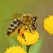 הסרה מכאנית של אקרית הוורואה מדבורי דבש